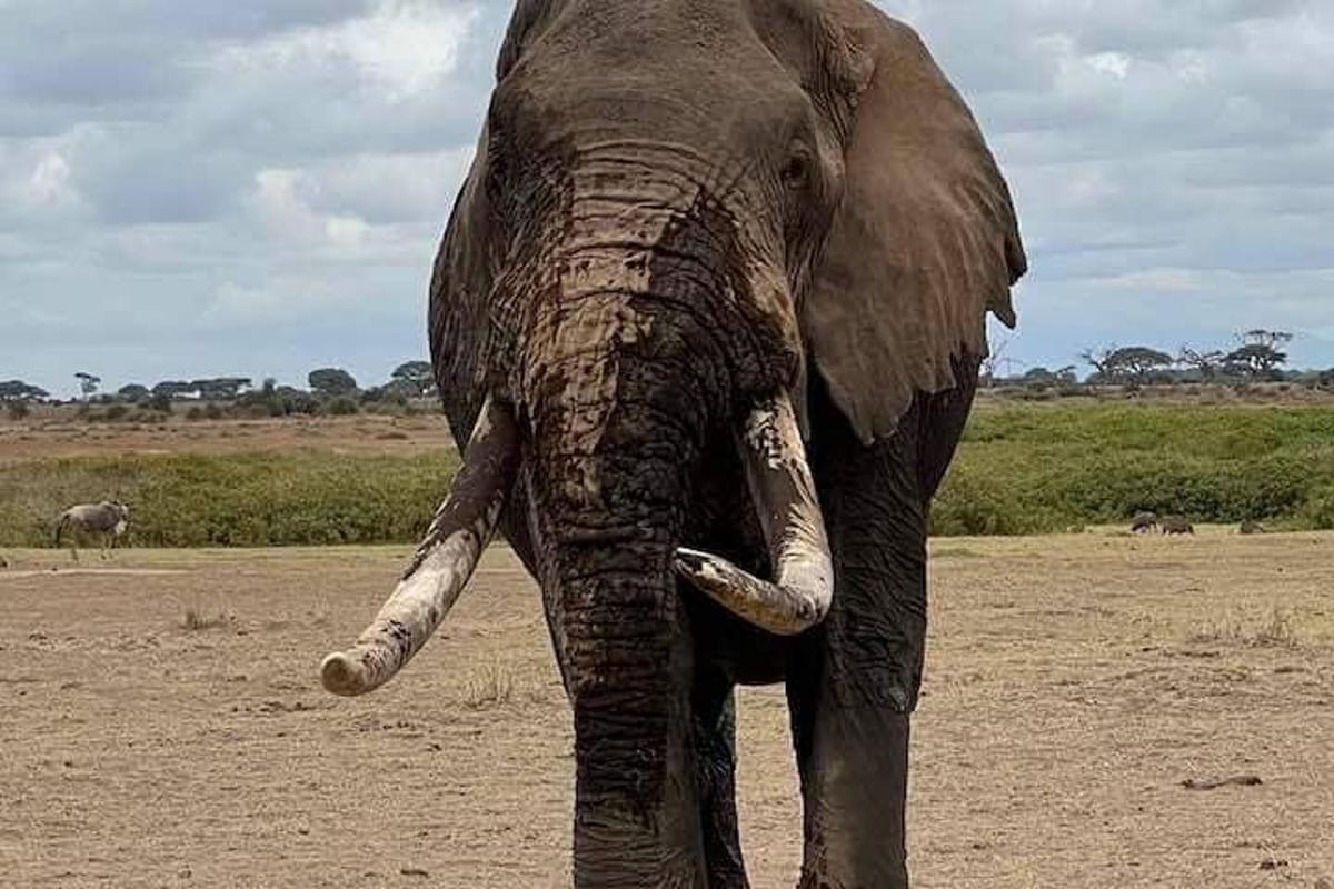 un elefante è in piedi in un campo con le sue zanne