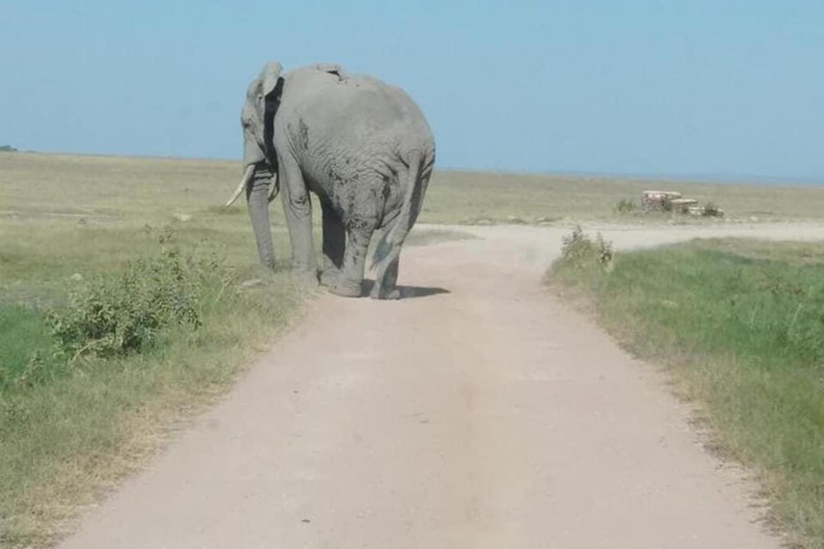 un elefante che cammina lungo una strada sterrata