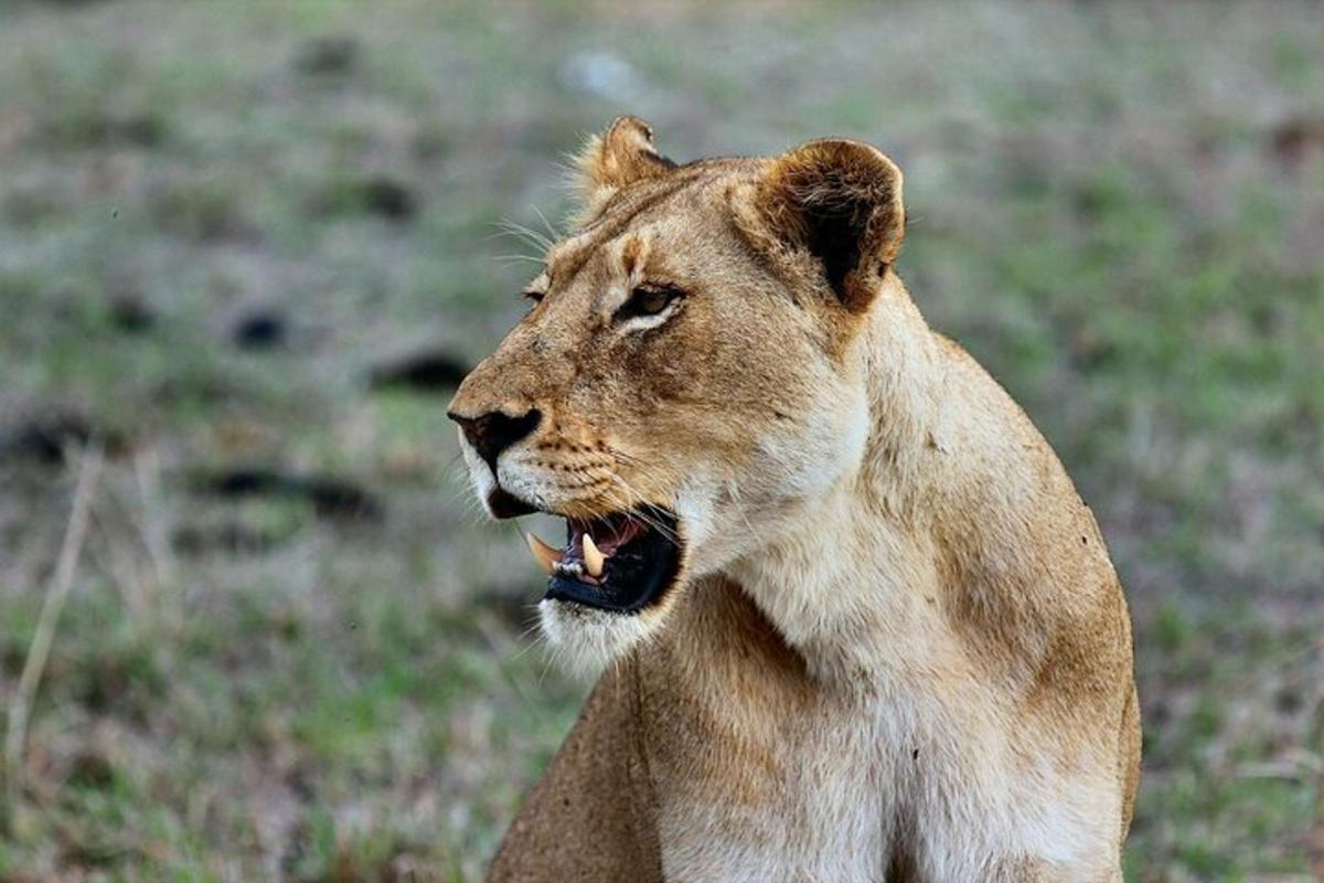 a lion standing in a field with its mouth open