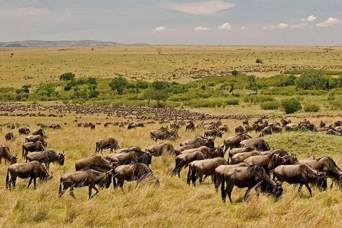 um rebanho de animais pastando em um campo