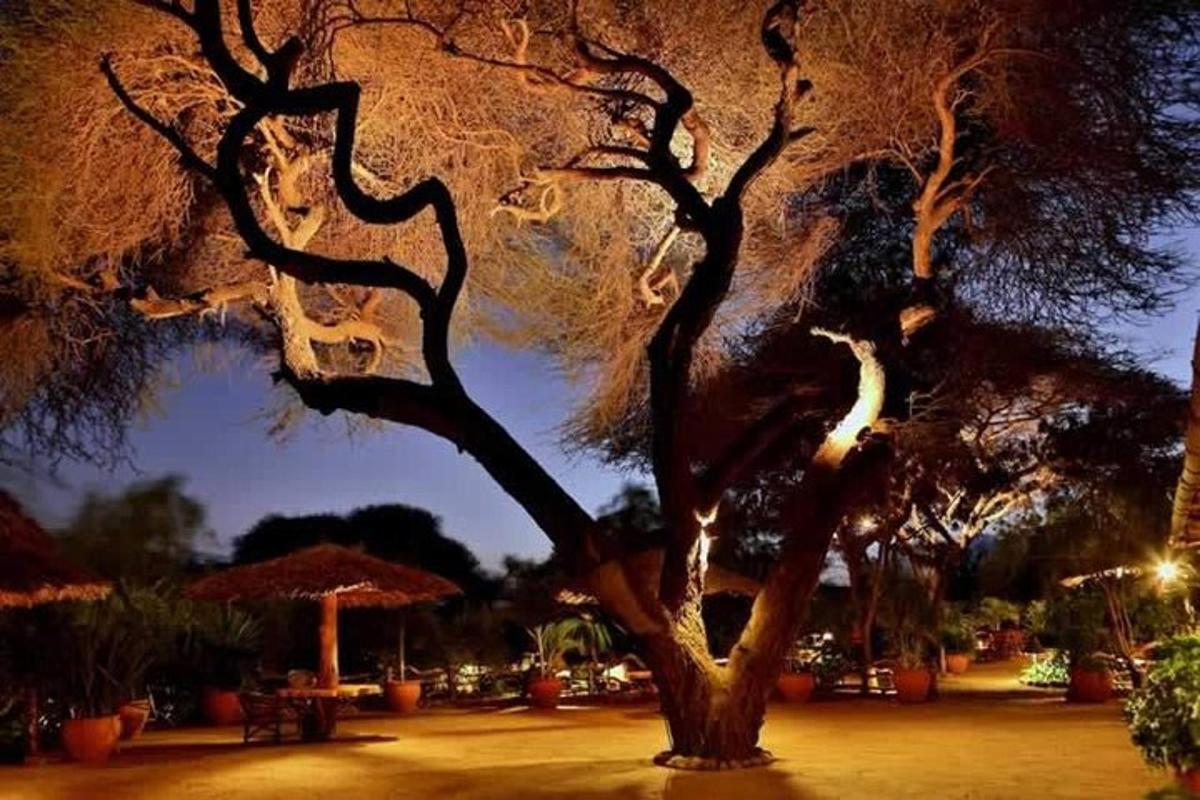 a tree with lights on it in a park