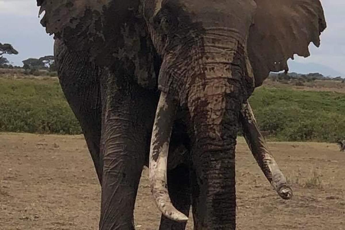 seekor gajah berdiri di padang dengan belalainya