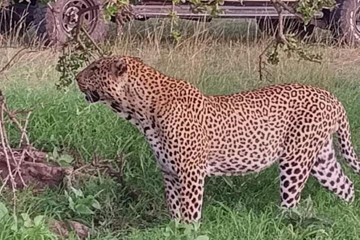 leopard stojící v trávě na poli
