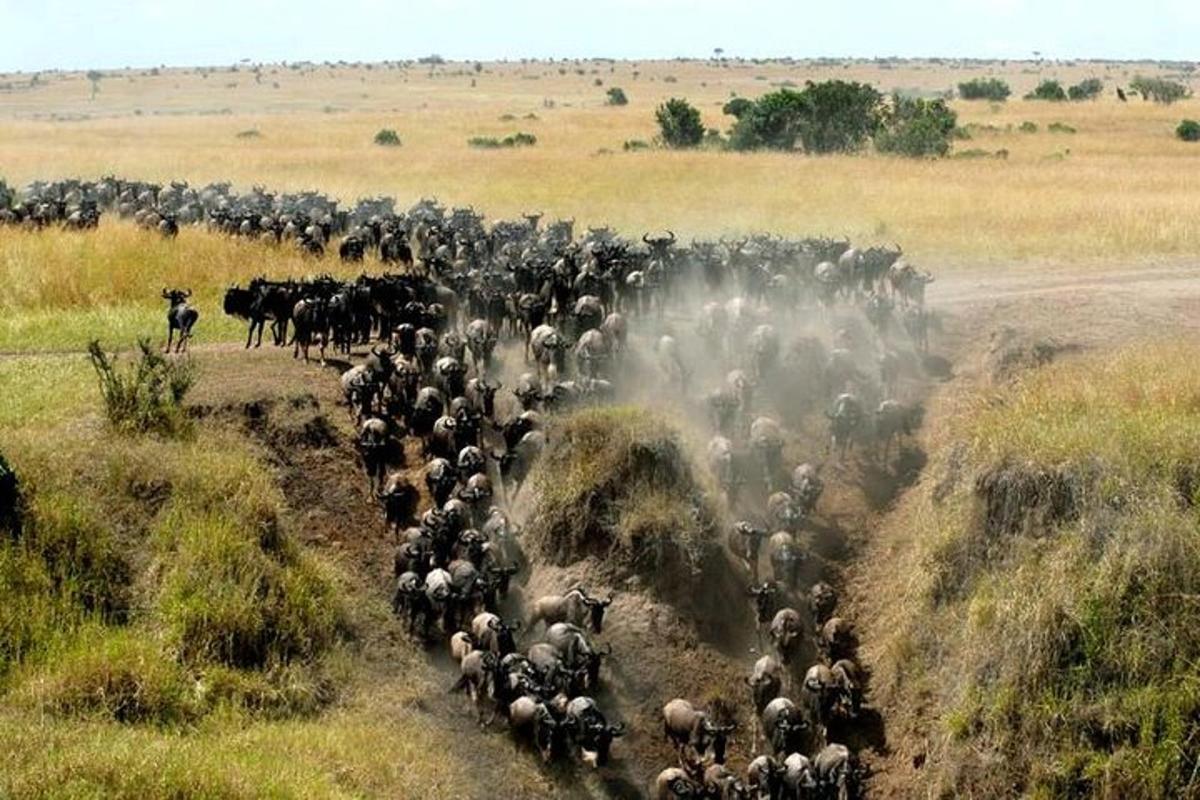 a large herd of animals walking down a dirt road