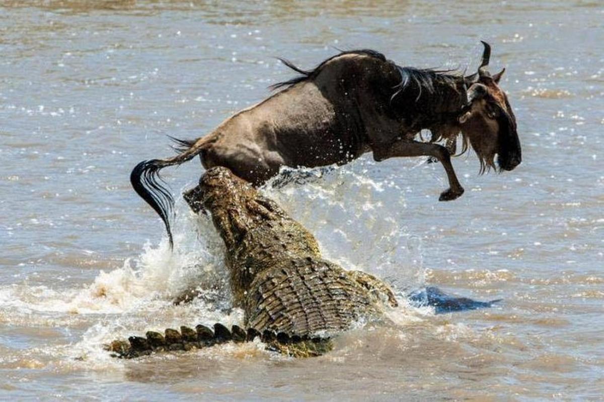 a dog jumping over a crocodile in the water