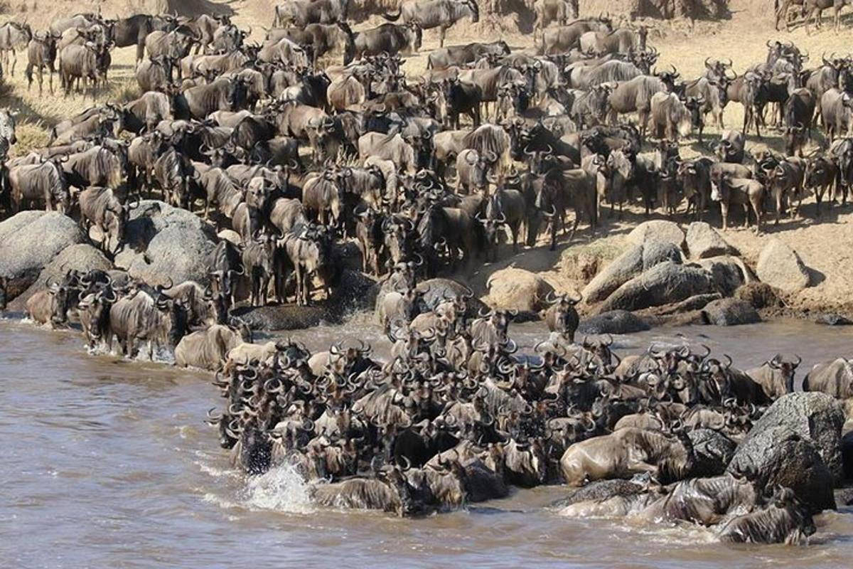 a large herd of animals crossing a river