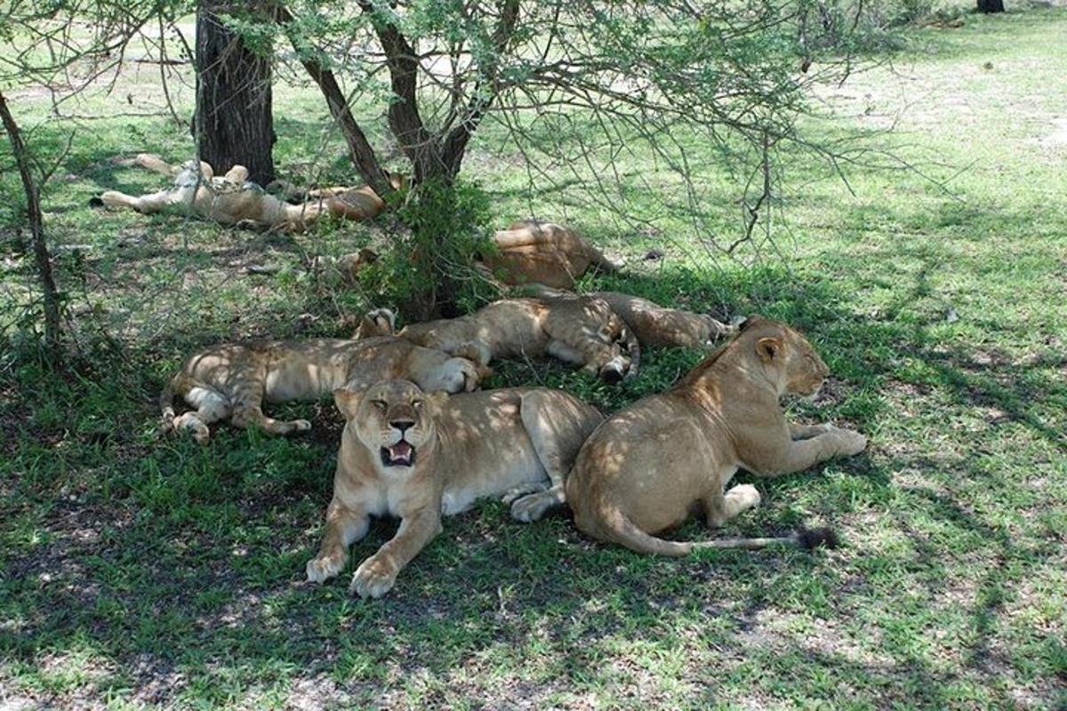 Un grupo de leones tumbados en la hierba bajo un árbol.