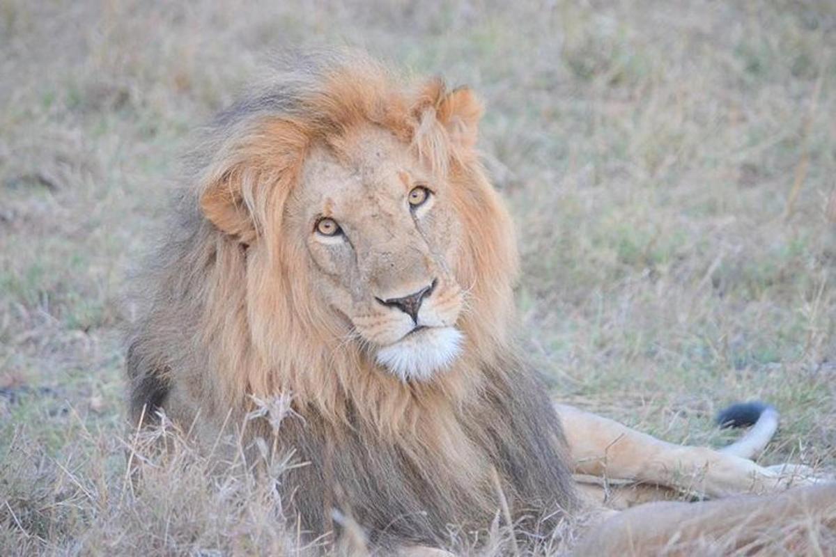a lion laying on the ground in the grass