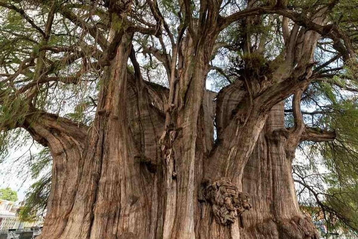un árbol grande con muchas ramas