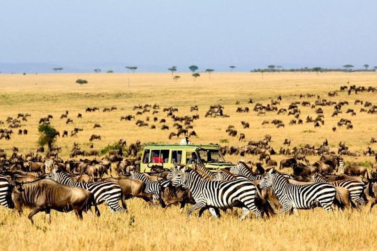 sekumpulan zebra dan haiwan lain di padang