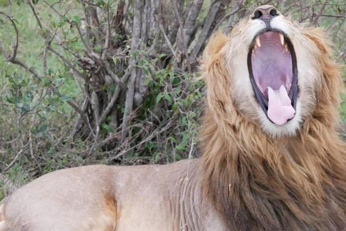 un león con la boca abierta con la lengua