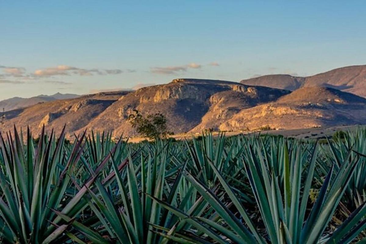 Una vista de un desierto con montañas al fondo.