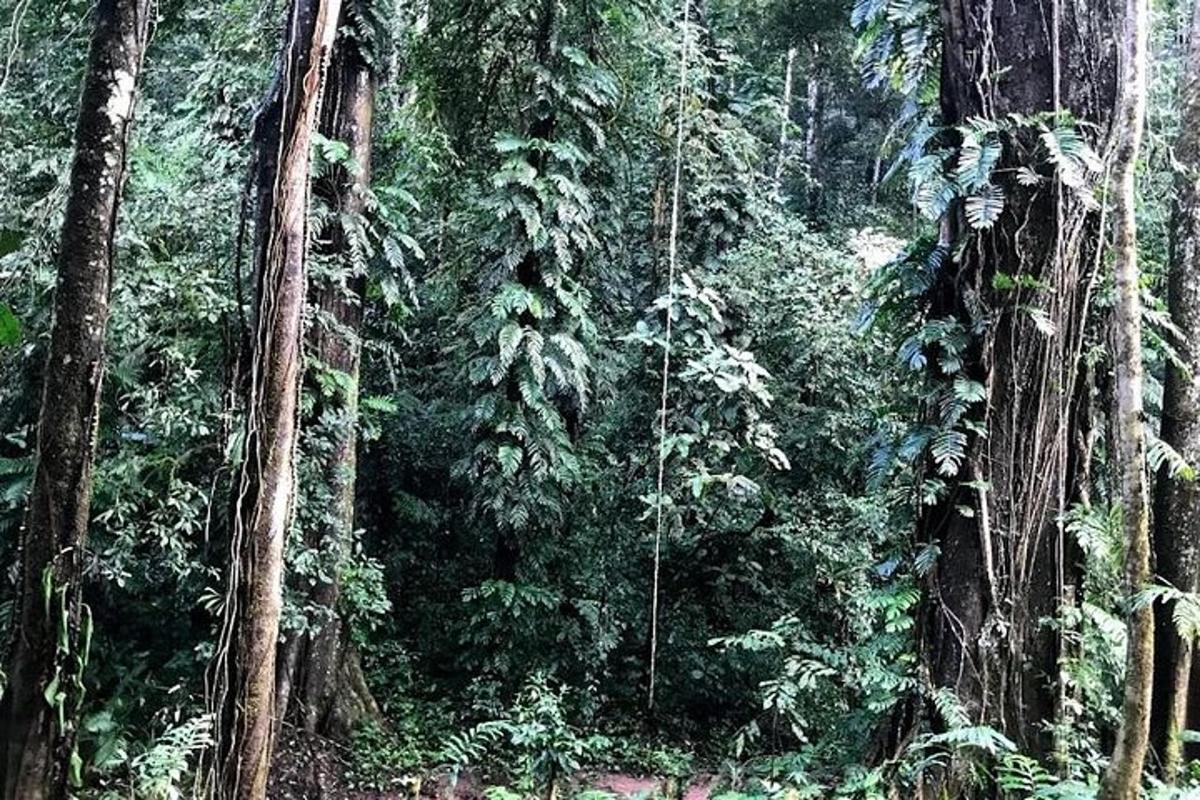 a forest filled with lots of trees and plants
