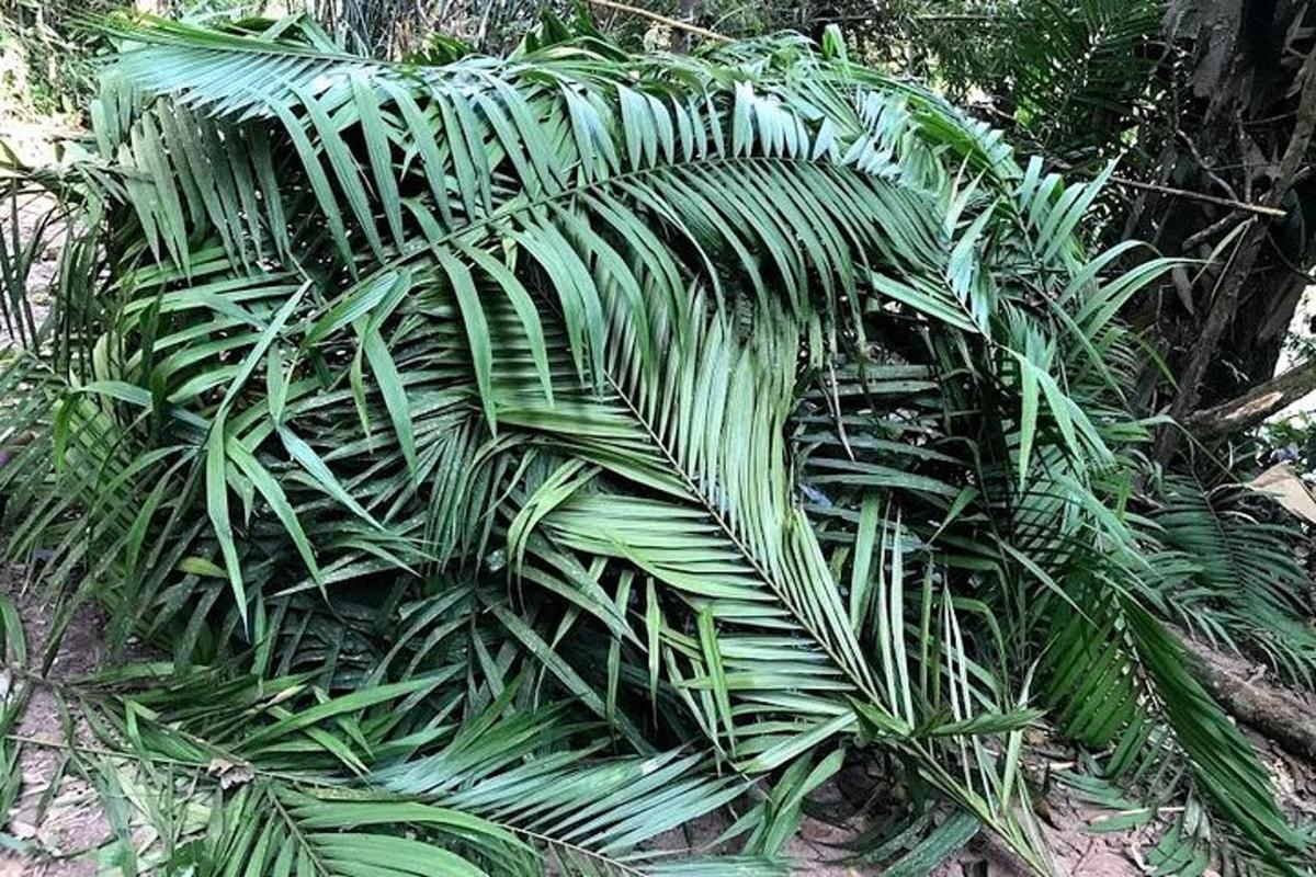 a large green plant laying on the ground