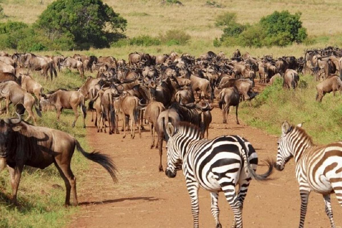 egy zebra és más állatok csordája kel át egy földúton