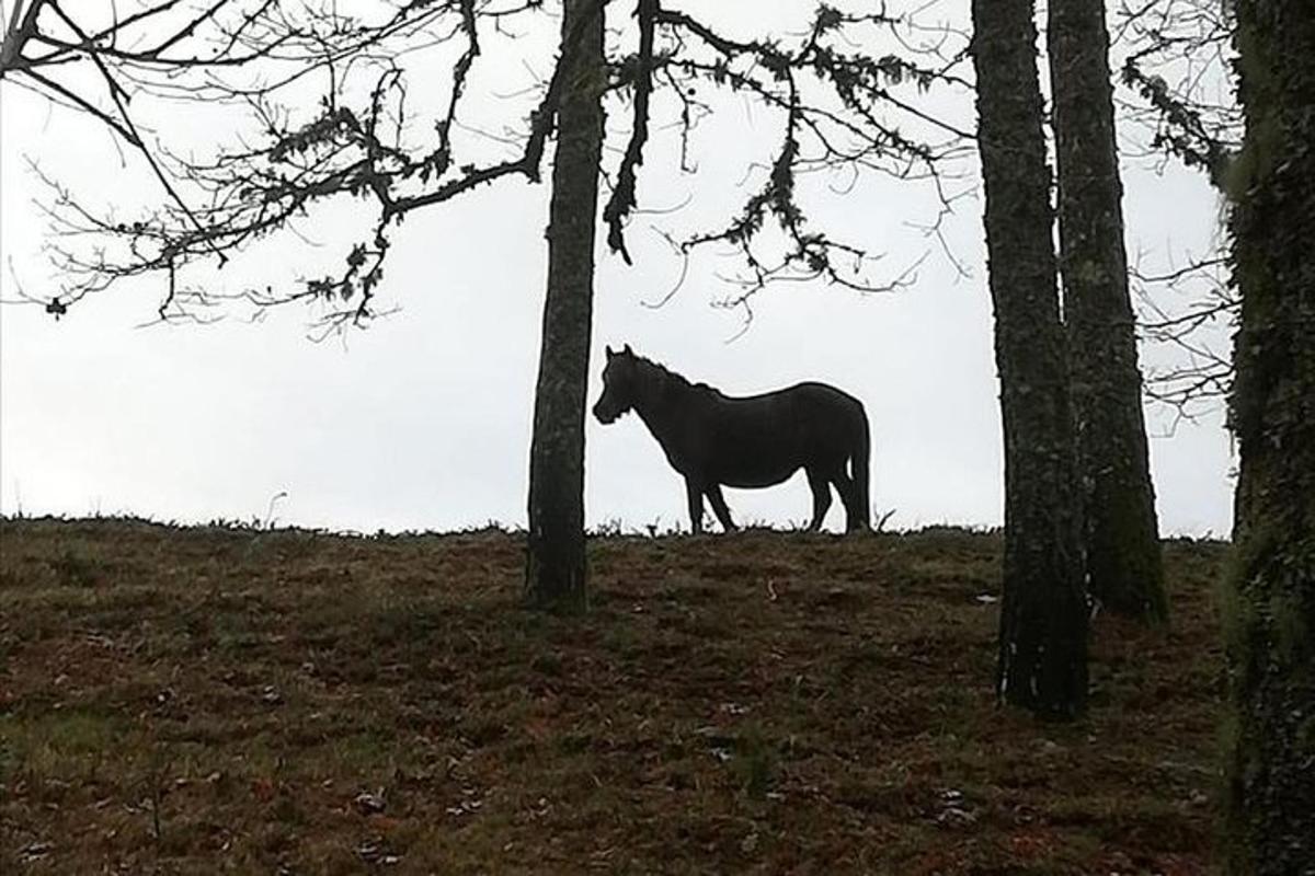 kůň stojící na poli mezi stromy