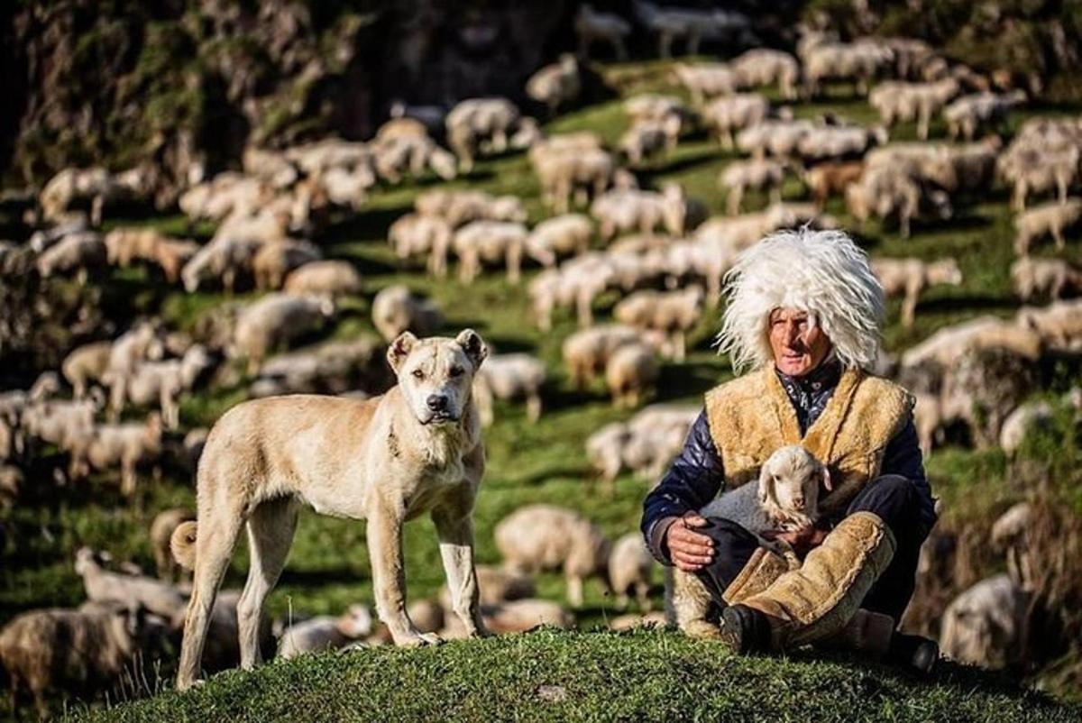 una mujer con un perro y un rebaño de ovejas