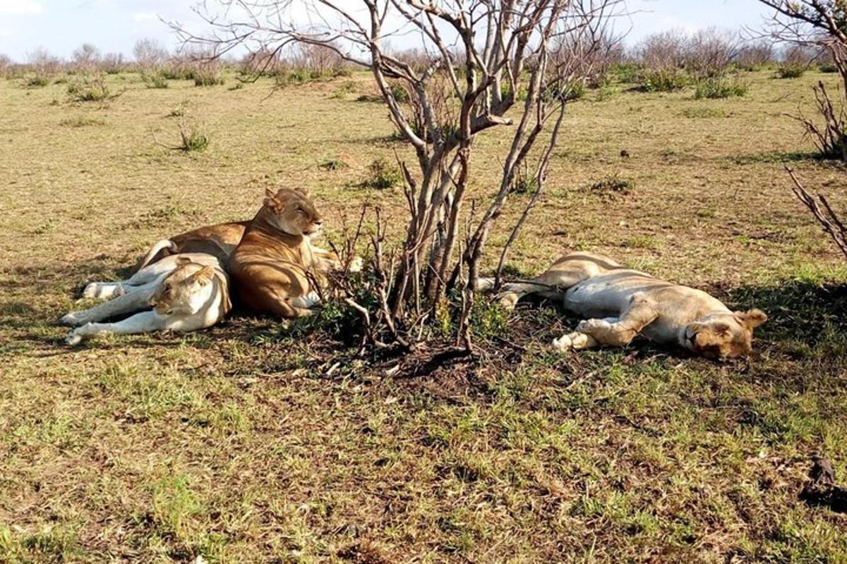 tres lleons estirats a l'herba al costat d'un arbre