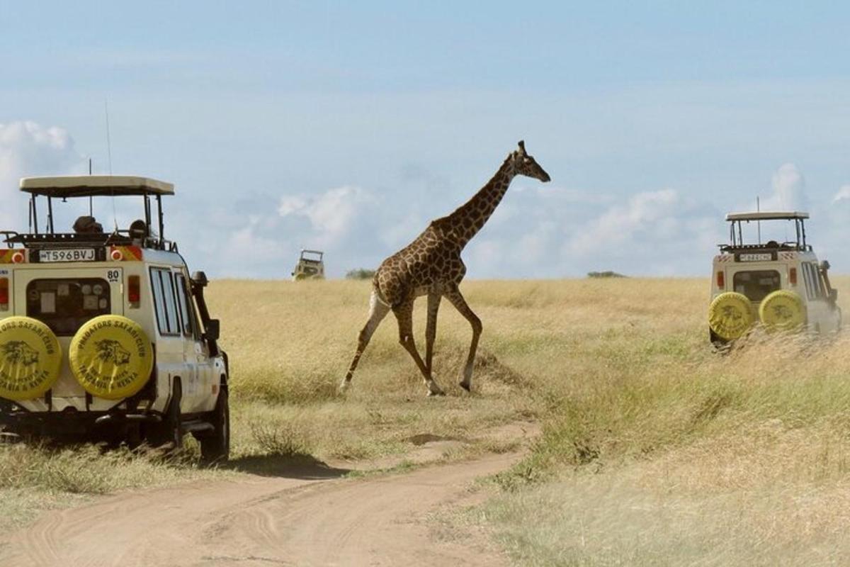 uma girafa atravessando uma estrada de terra ao lado de um veículo