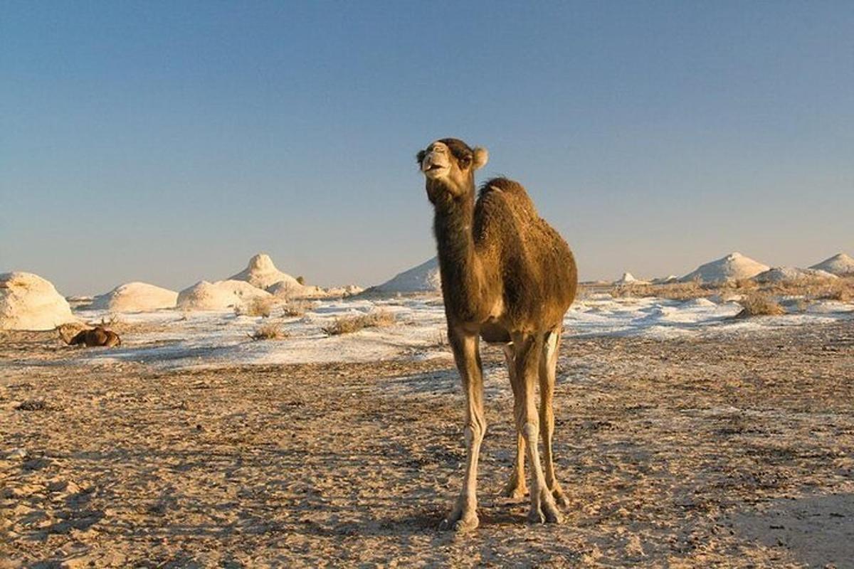 ein Kamel, das an einem Strand in der Wüste steht