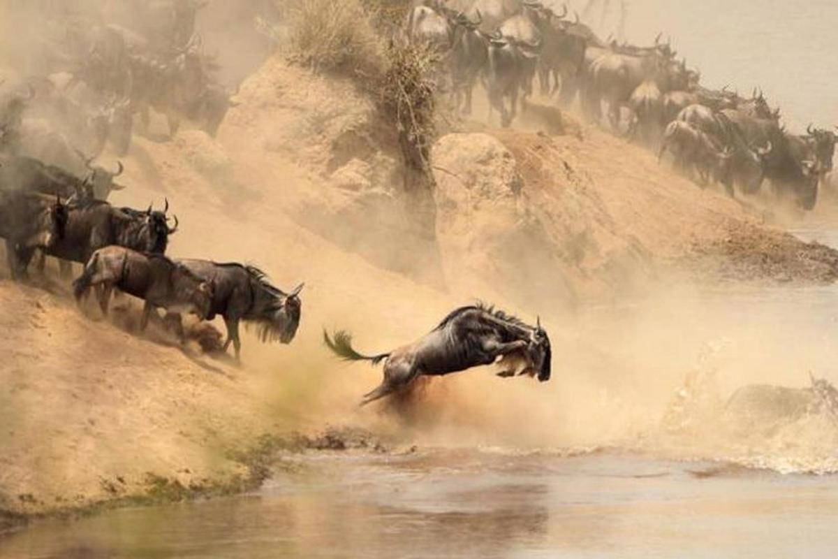 eine Herde Gnus springt ins Wasser
