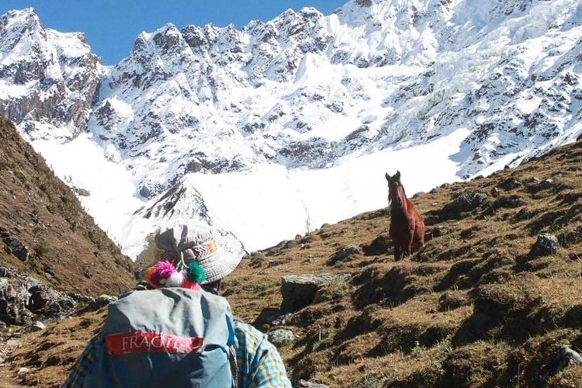 ein Pferd, das auf einem schneebedeckten Berg steht