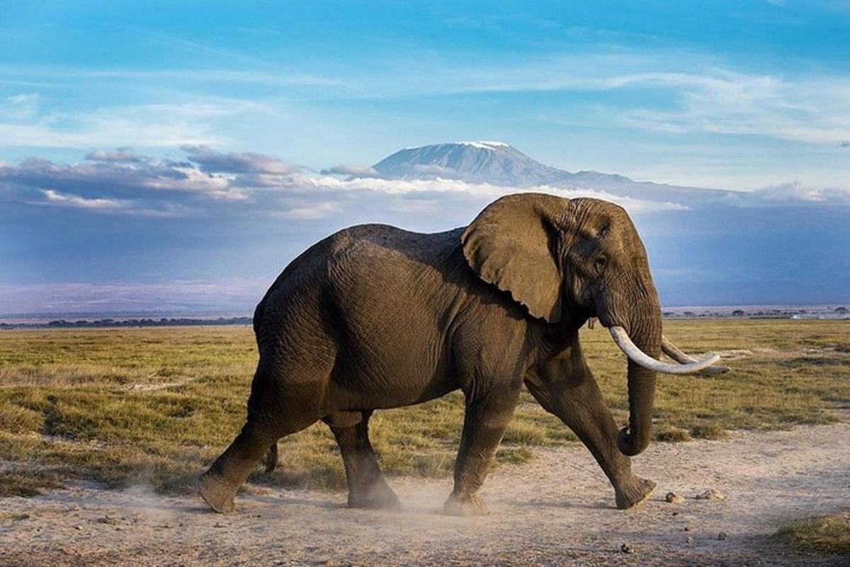 un elefant caminant per un camp amb una muntanya al fons
