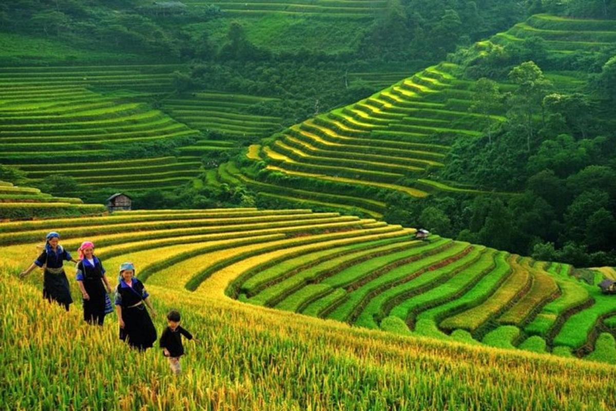a group of people walking on a field of crops