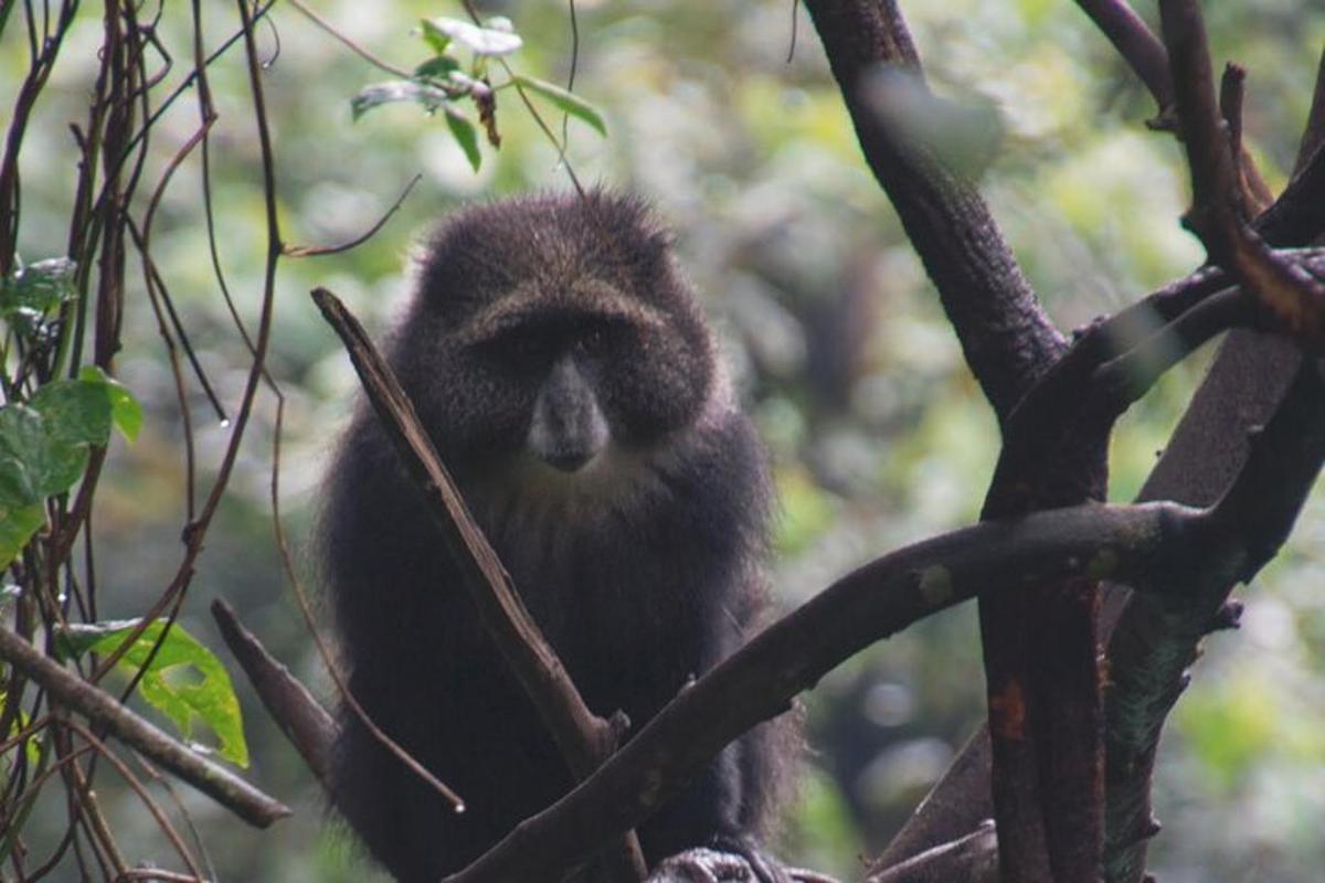 seekor monyet duduk di atas dahan pokok