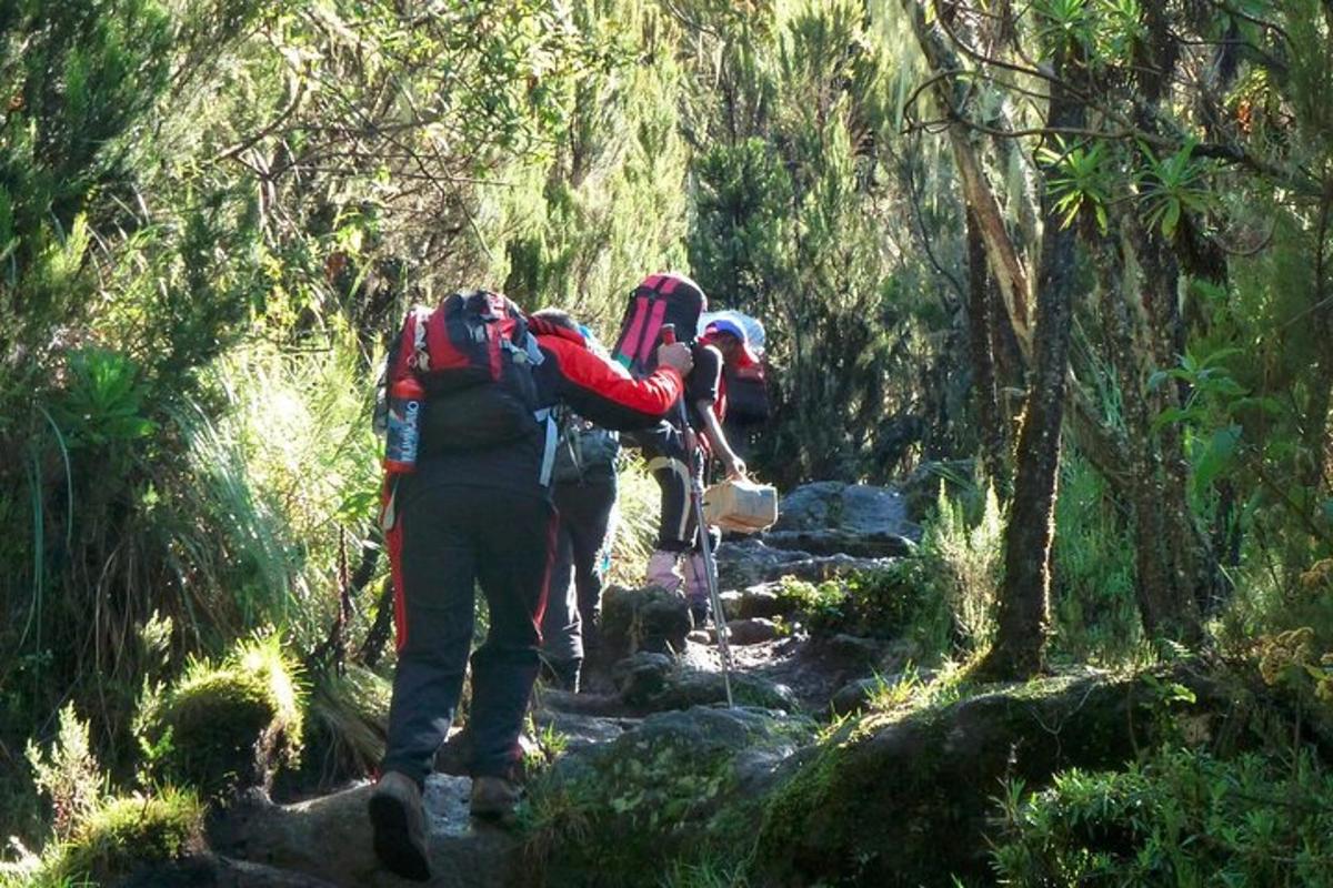 sekumpulan orang berjalan di atas denai di dalam hutan