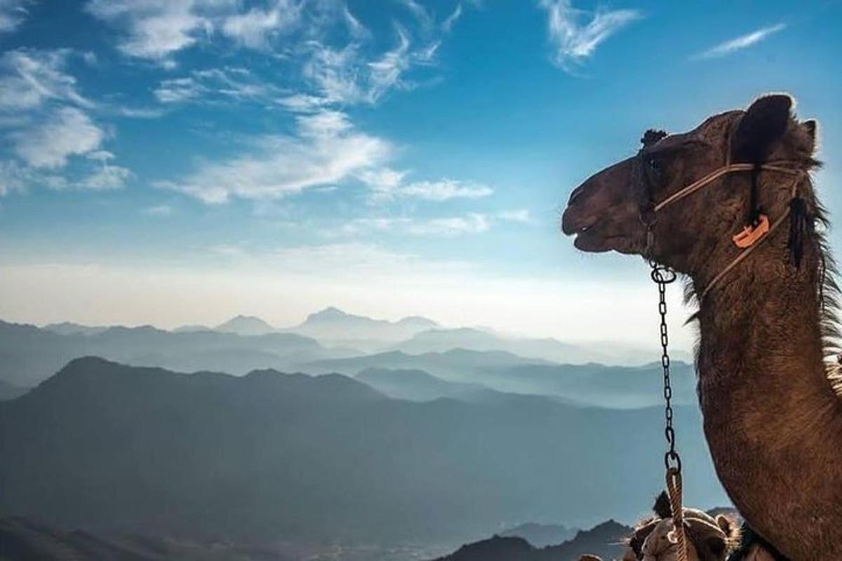 Un camello atado a una cadena parado en la cima de una montaña