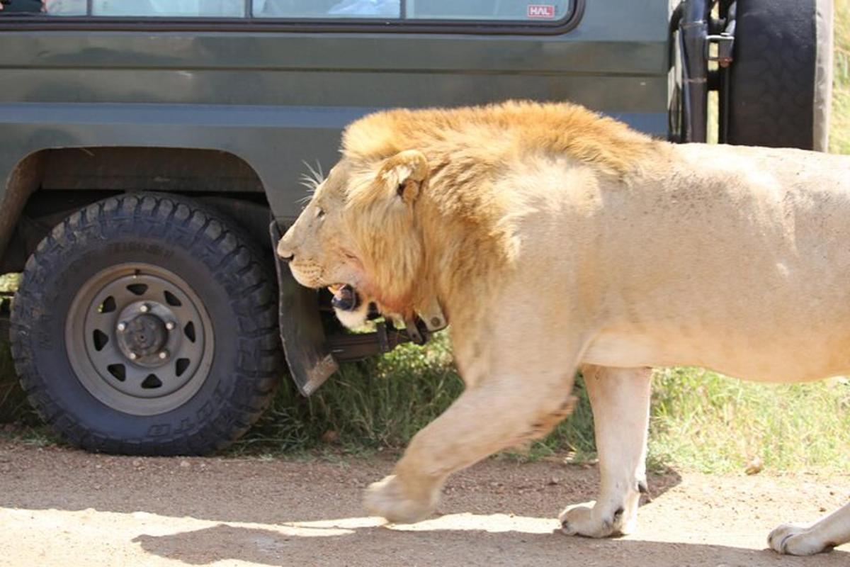 a lion walking in front of a truck