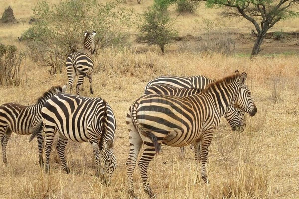 un gruppo di zebre al pascolo in un campo