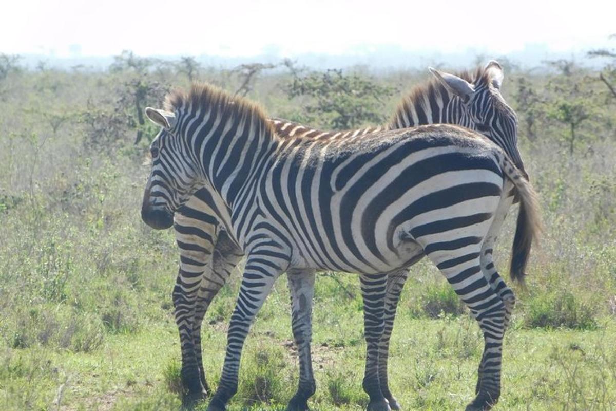 two zebras standing next to each other in a field
