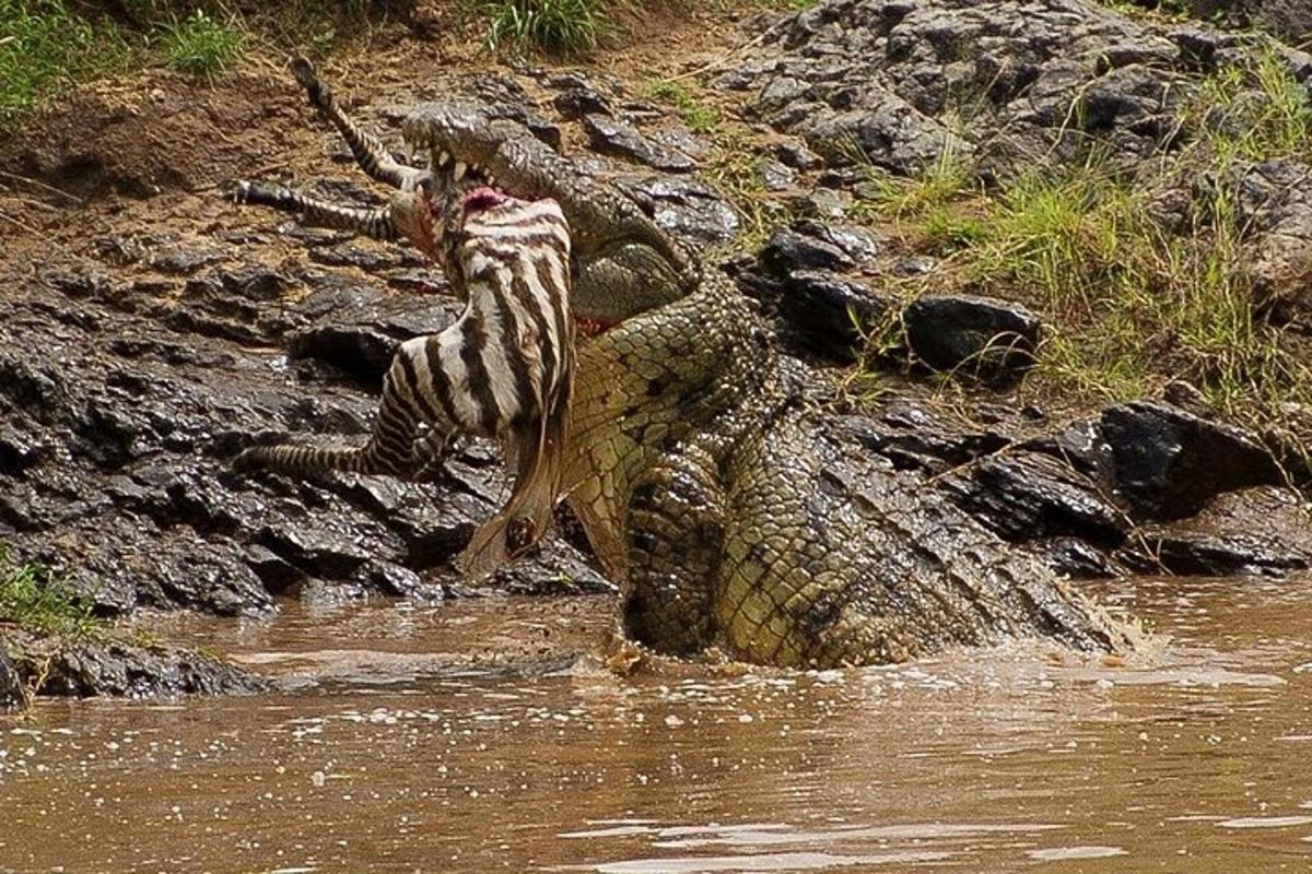 a crocodile in the water with its head on top