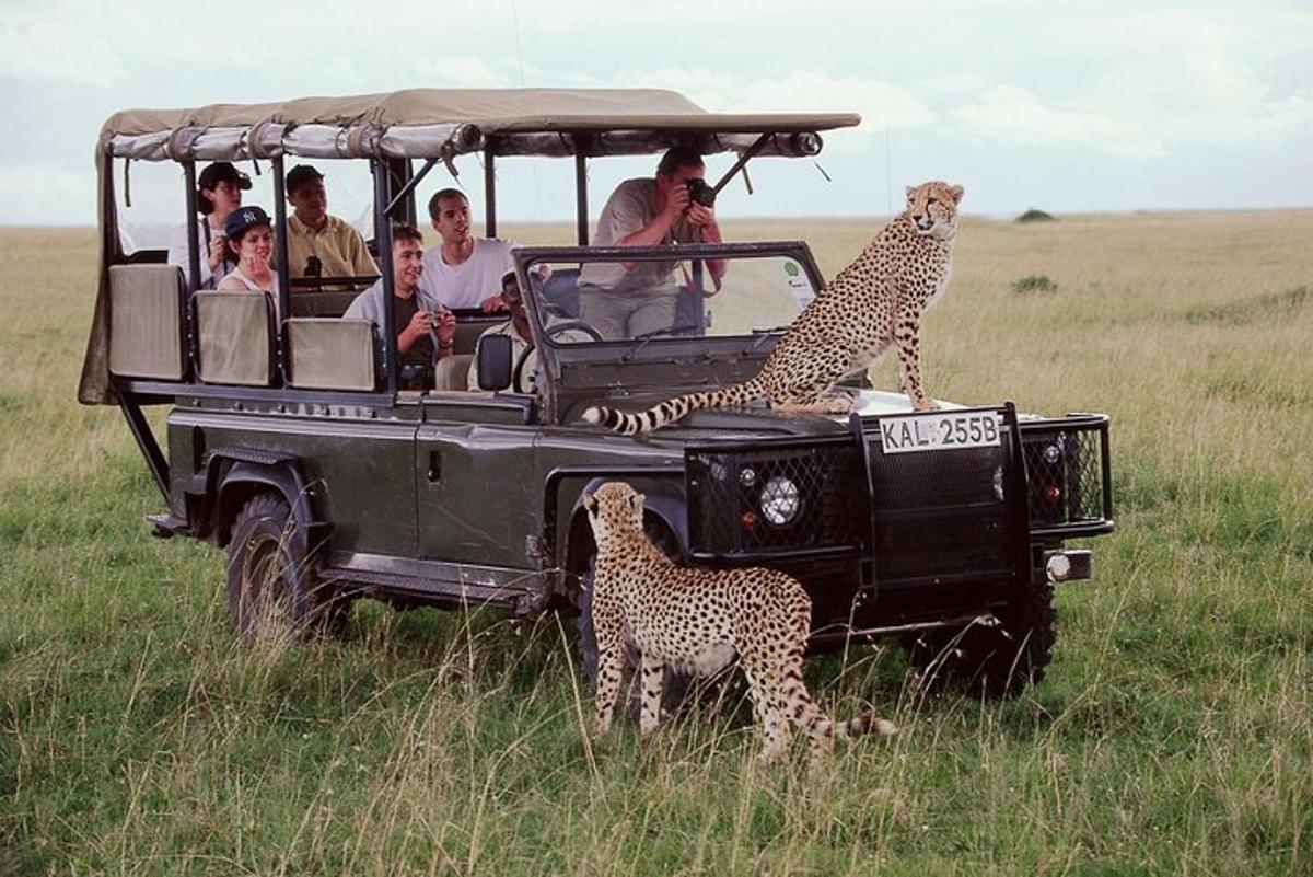 a group of people in a safari vehicle with cheetahs