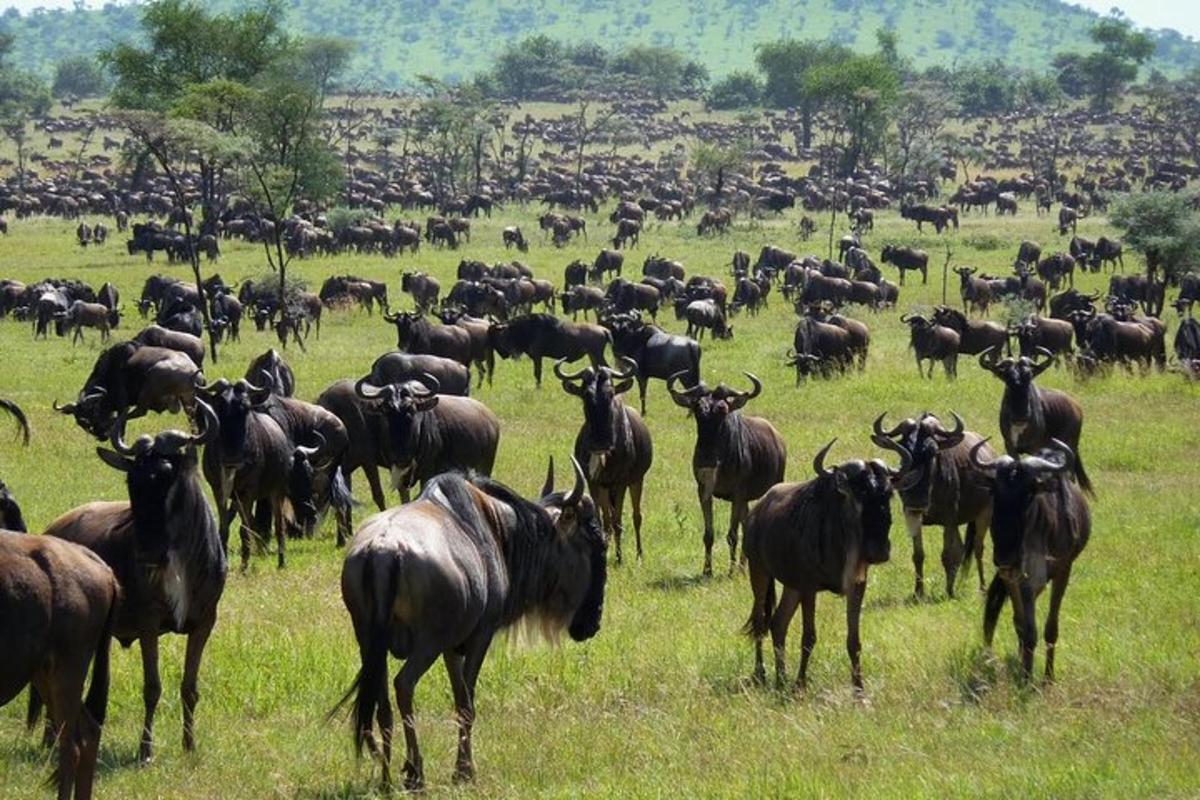a herd of animals in a field of grass