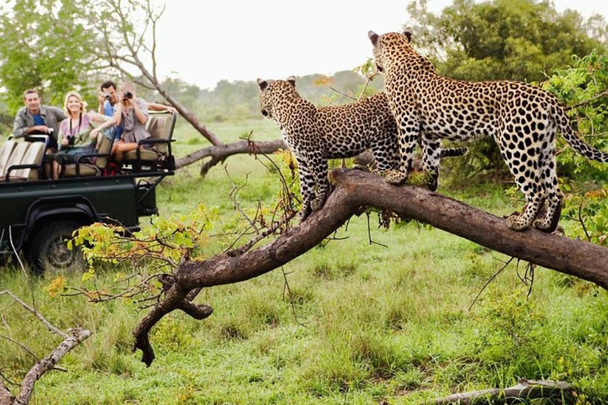 two cheetahs standing on top of a tree branch