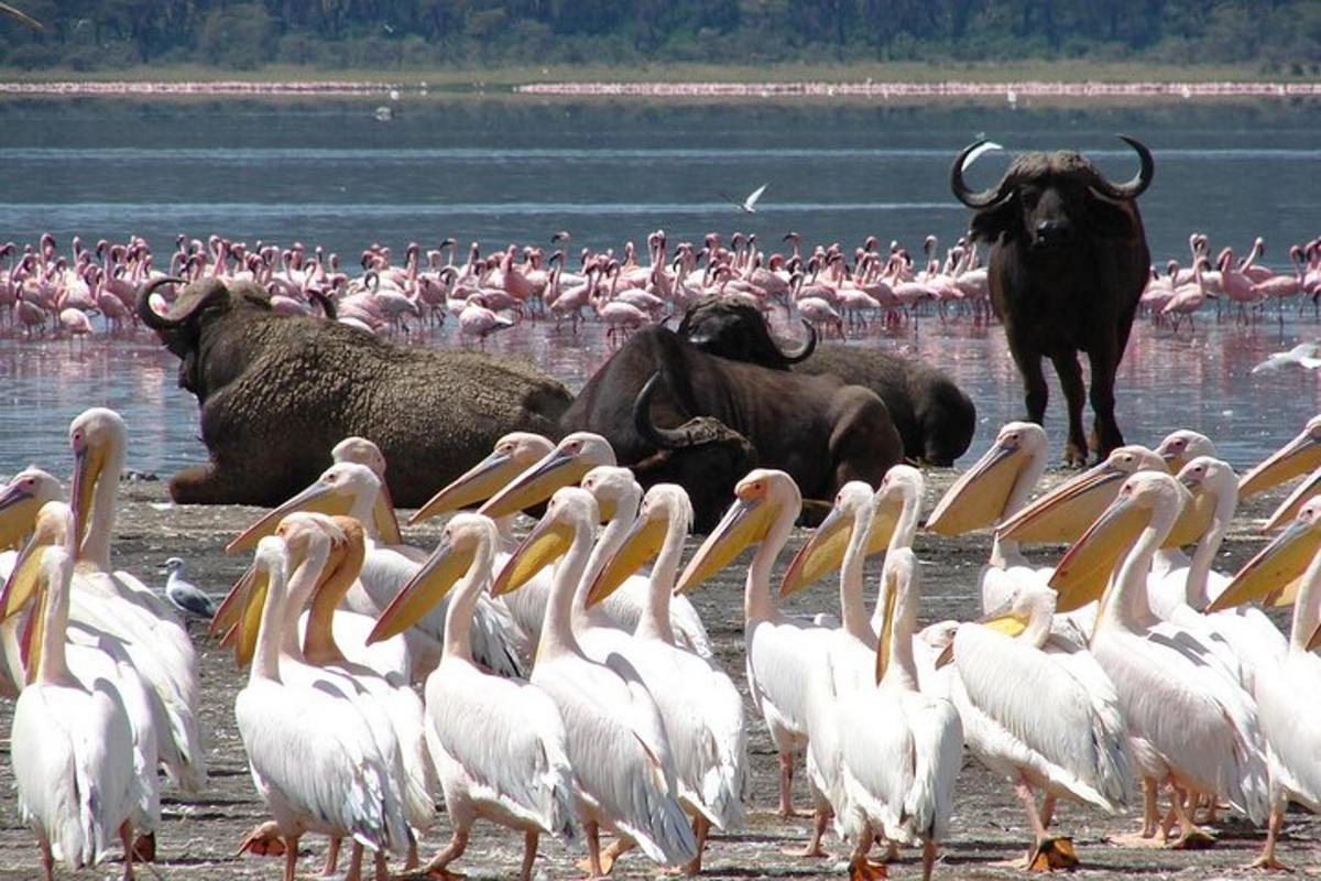 Una bandada de pájaros de pie en el agua con toros