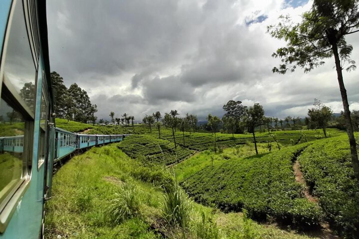 a train traveling through a lush green field