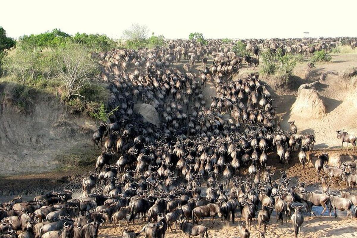 um grande rebanho de animais em um campo