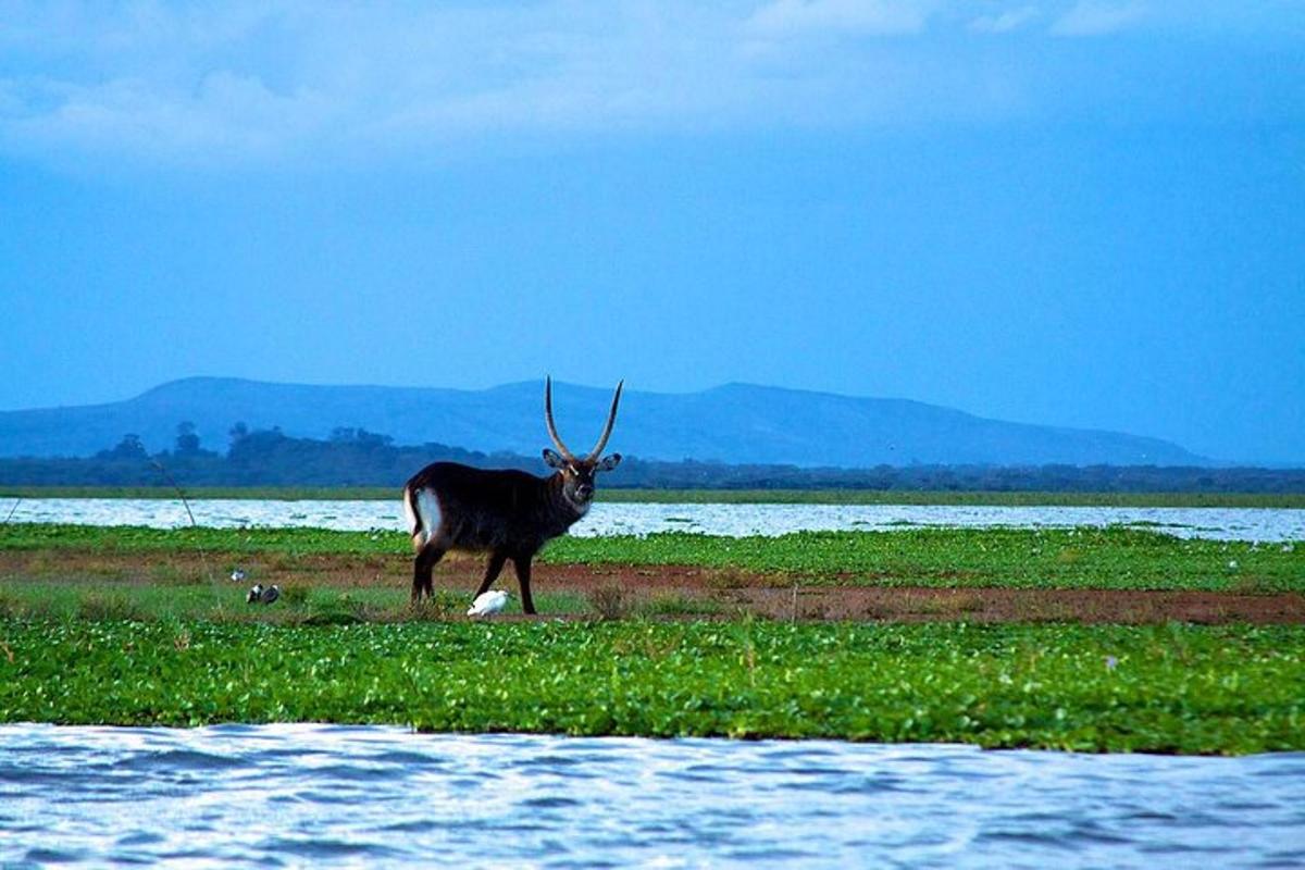 un animale con le corna in piedi in un campo vicino all'acqua