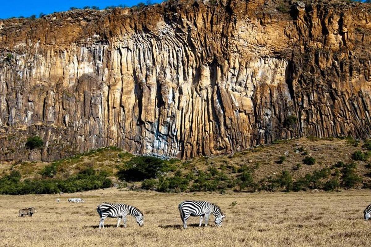 Tres cebras pastando en un campo frente a una montaña
