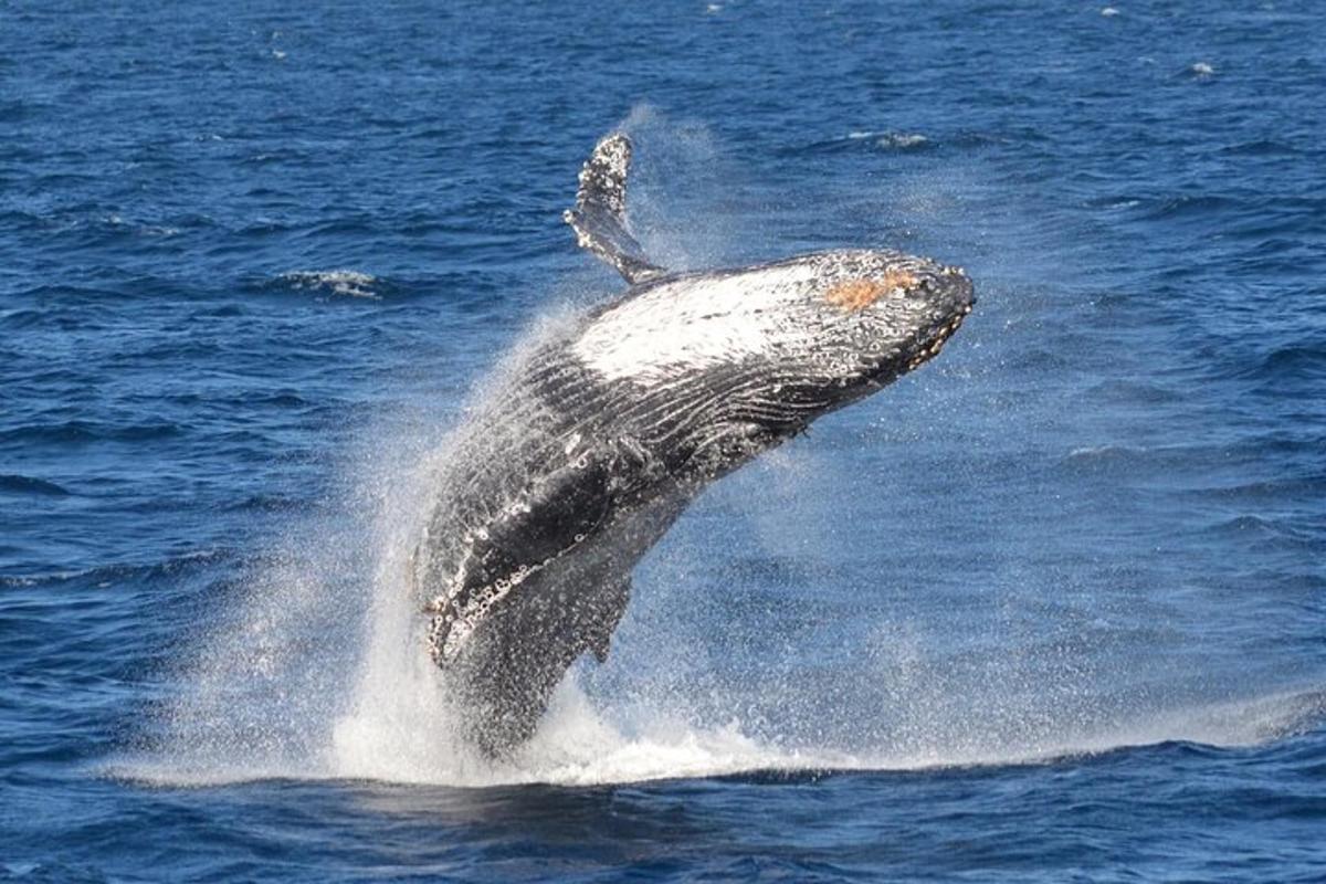 a humpback whale jumping out of the water