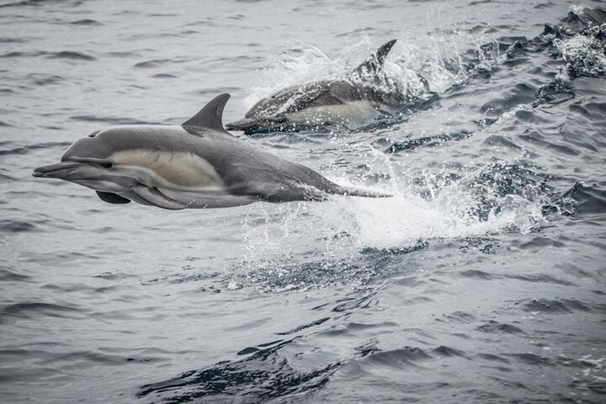 two dolphins jumping in the water in the ocean