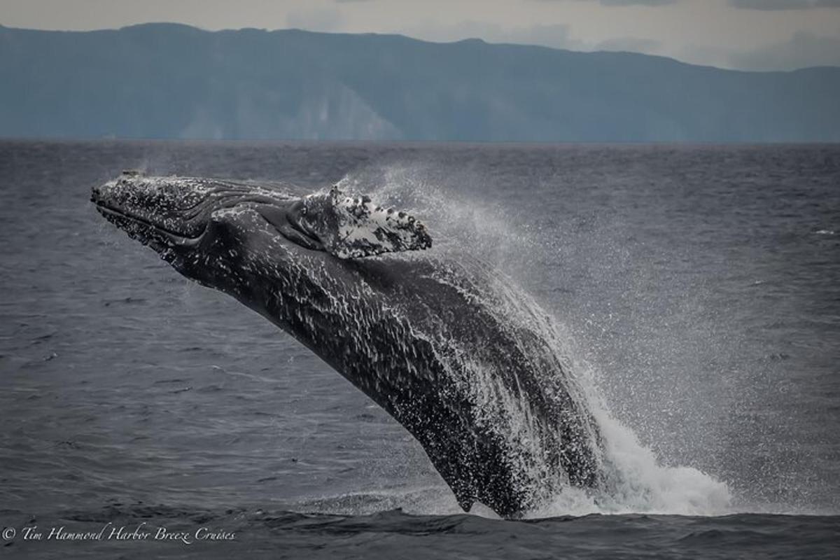 a humpback whale jumping out of the water