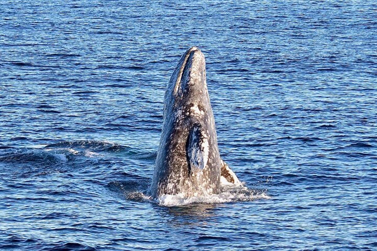 a dolphin in the water with its tail up in the air