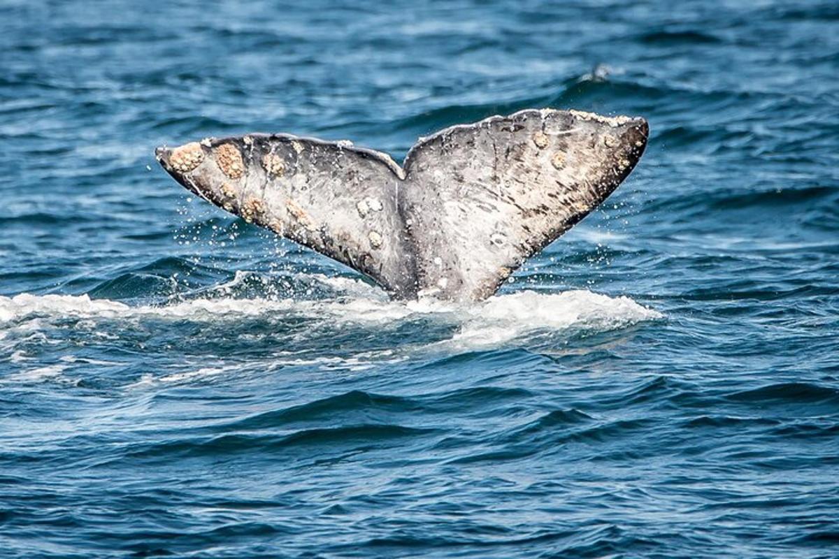 a dolphin tail sticking out of the water