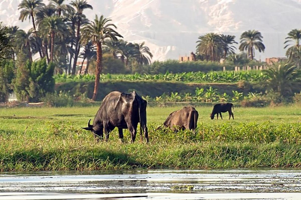 Tres vacas pastando en un campo junto a un cuerpo de agua
