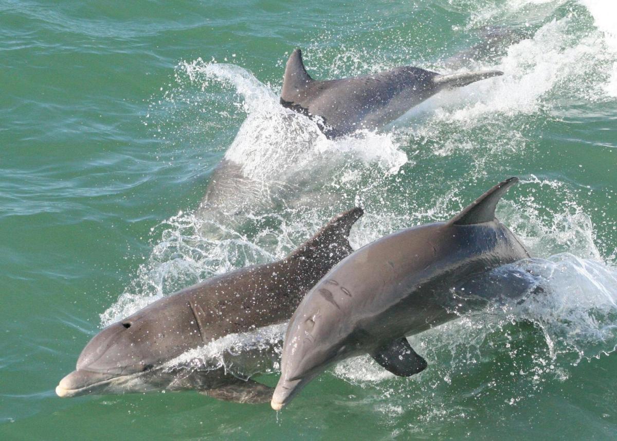 dos delfines jugando en el agua